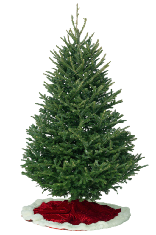 Fraser Fir - Lakeview
