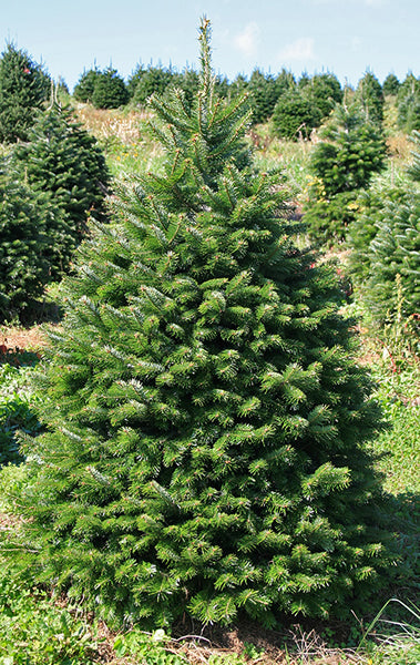 Nordmann Fir - North Palm Beach